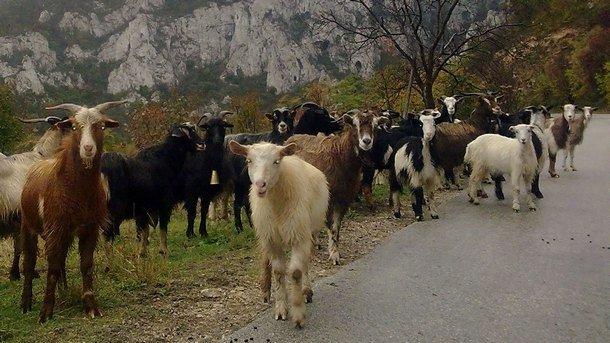Затягат контрола в Малко Търново, Средец и Царево заради чума по животните в Ямболско
