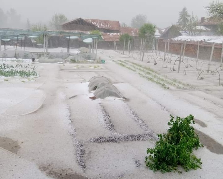 Опустошителна градушка унищожи посевите в Българене
