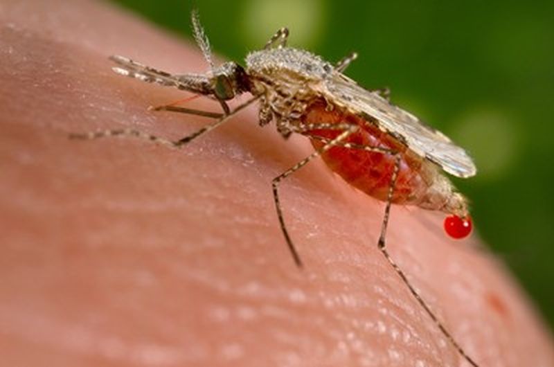 Два случая на малария в Солун