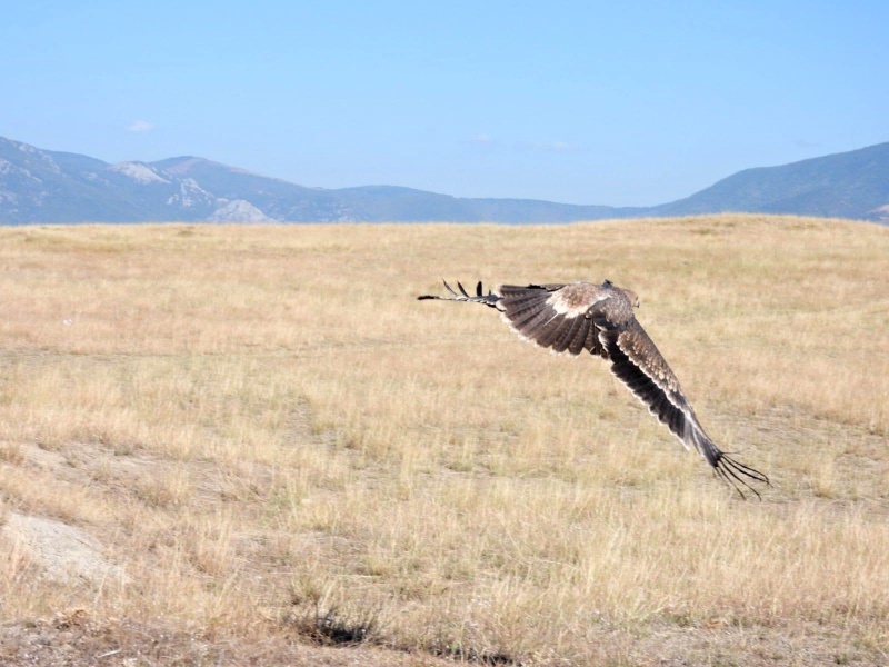 Експерти от ЮИДП освободиха спасен царски орел
