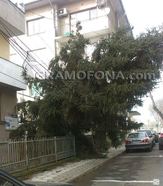 Ураганът поваля огромни дървета, не излизайте на вън