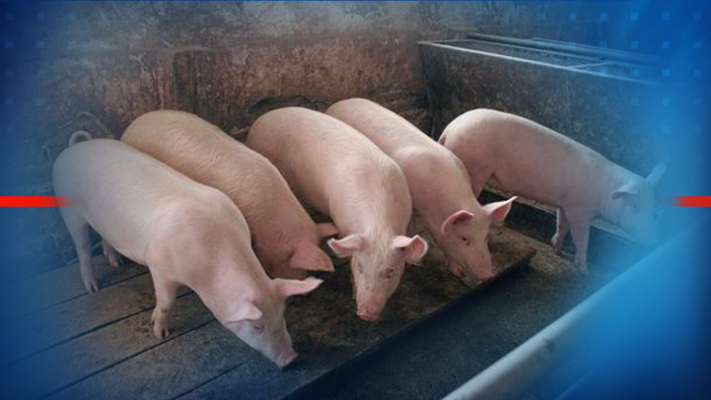 Спешни мерки в част от страната заради огнище на Африканска чума по свинете в Пловдивско