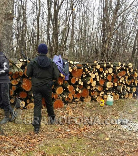 Край Прилеп не изсекли гора, а разчистили ливада