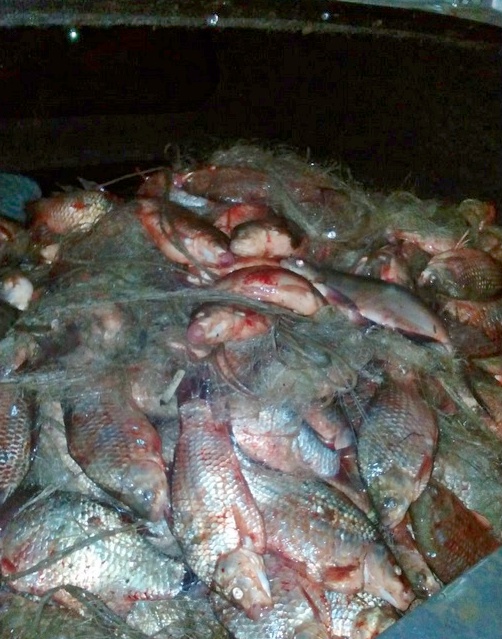 В Бургас разкриха нелегален превоз на 250 кг риба