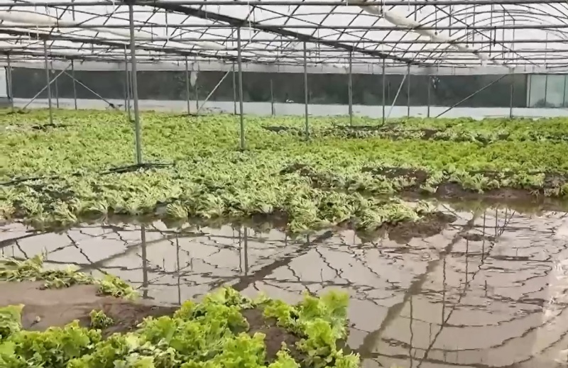 Поройните дъждове отнесоха реколтата в Югозападна България