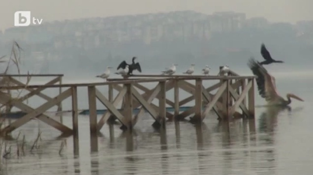 Пържен лебед прати роми от Горно Езерово в болница