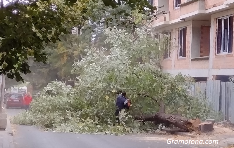 Строител ще засади 10 нови дръвчета заради две болни липи