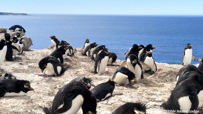 Купете си остров с пингвини