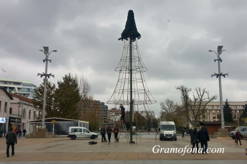 Вдигат голямата елха на Бургас