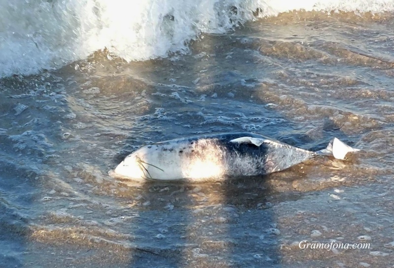 Мъртъв делфин се появи на централния плаж в Бургас