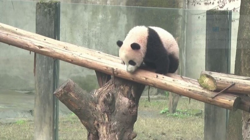 Бебе панда в китайски зоопарк бе кръстено Благоденствие