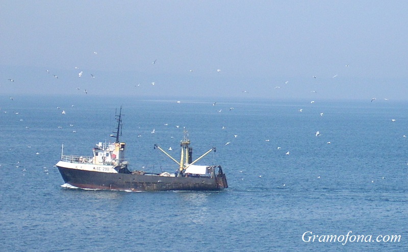 Бургаски риболовен кораб е задържан в Румъния заради нелегален улов на акула