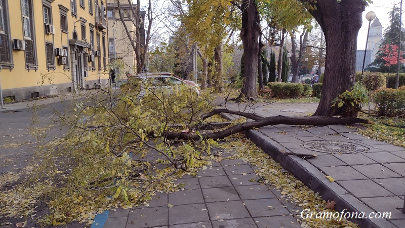 Серия от сигнали за паднали дървета в региона