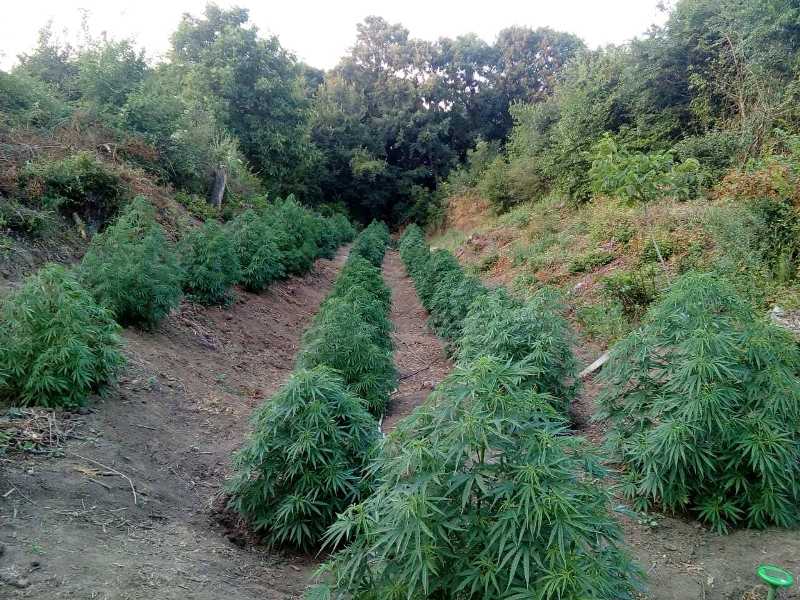 Хванаха земеделец, докато си полива плантацията с марихуана /СНИМКИ/