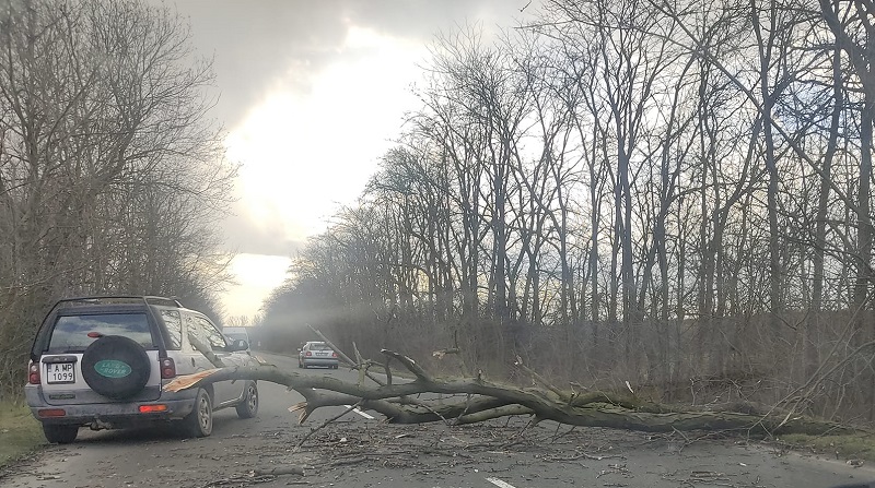 Шофьори спряха и нарязаха паднало дърво, за да освободят пътя за Дебелт