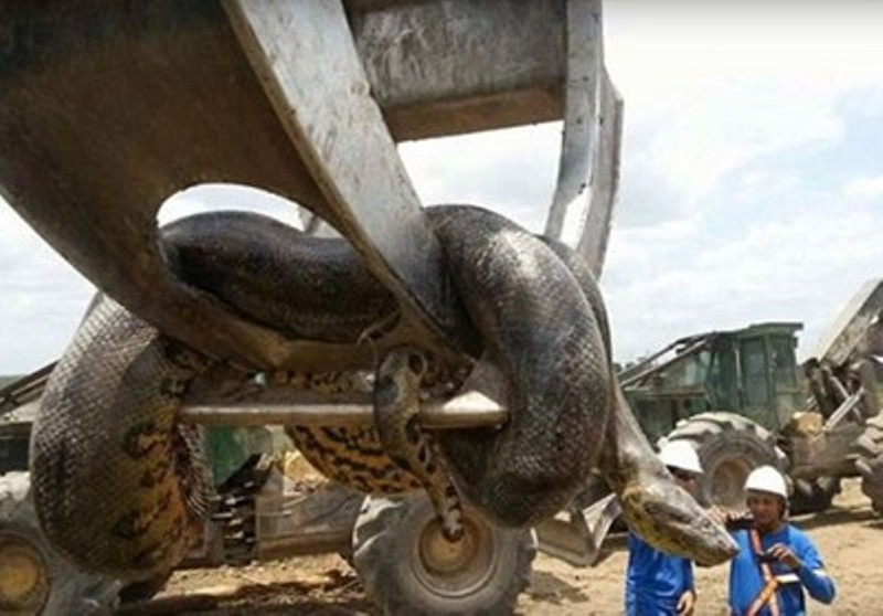 Работници откриха най-дългата змия в света в Бразилия 