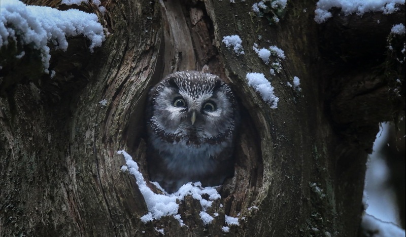 24-тият „София Филм Фест на брега“ отвежда зрителите в сърцето на дивата природа  с номинирания за „Сезар“ филм „Магията на гората“