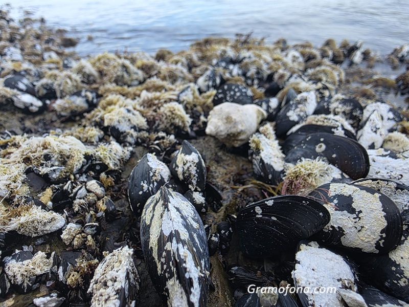 Миди от остров Света Анастасия ще изследват учените от БДУ