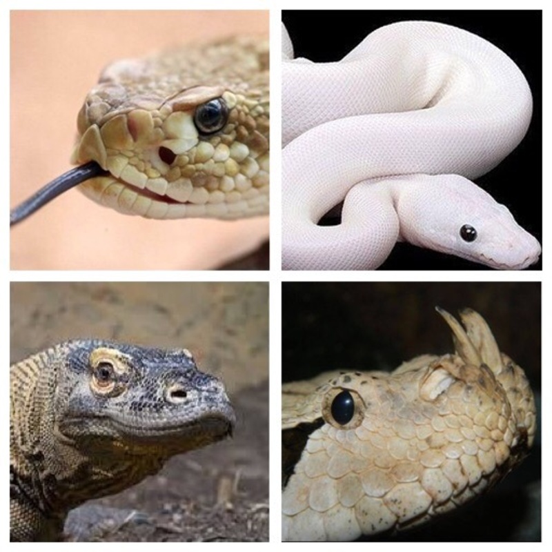 Гърмящи змии, горска кобра и пясъчни отровници – на изложба в Казиното