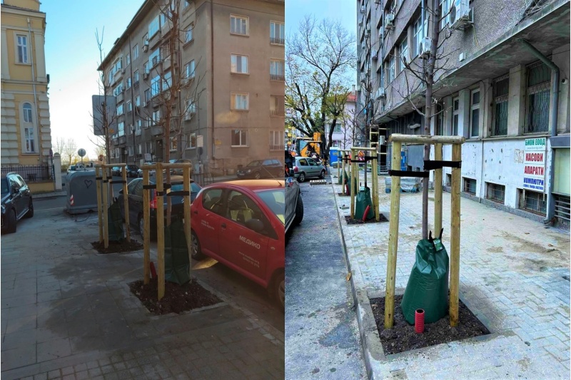 Засадиха нови дървета по улица „Шейново“