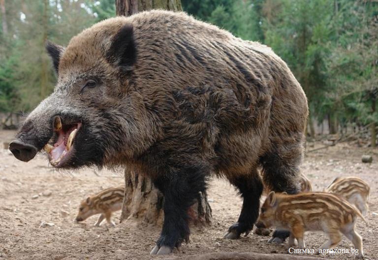 Африканската чума убила почти всички диви свине в Бургаско
