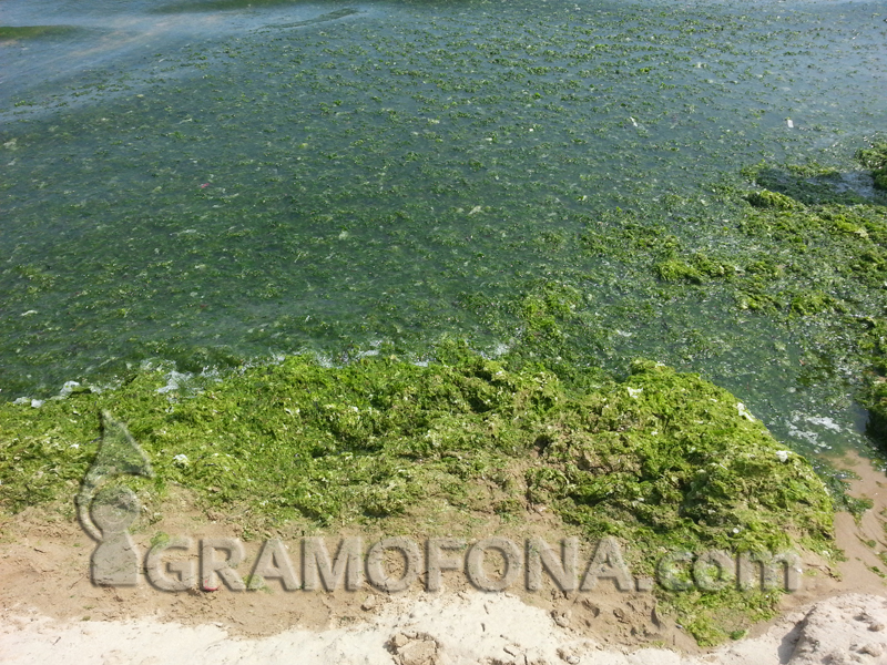 Водорасли вмирисаха морските плажове