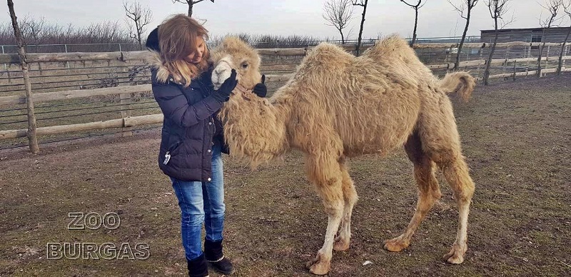 Запознайте се с двугърбото камилче Бейби