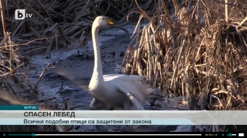 Бедстващ поен лебед беше спасен след подаден сигнал в РИОСВ-Бургас