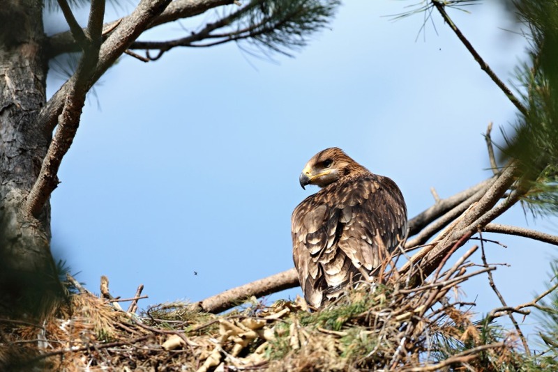 Поставиха 40 изкуствени гнезда за застрашения царски орел