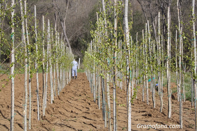 Искате ли да засадите дръвче в Бургас? Вижте къде и как можете да го направите