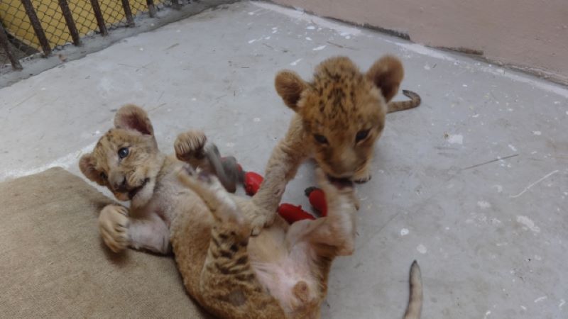 Настаниха 2 малки лъвчета в зоопарка  във Варна