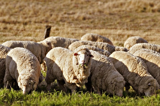 Овцевъд от Средец в безизходица, разпродава животните си 