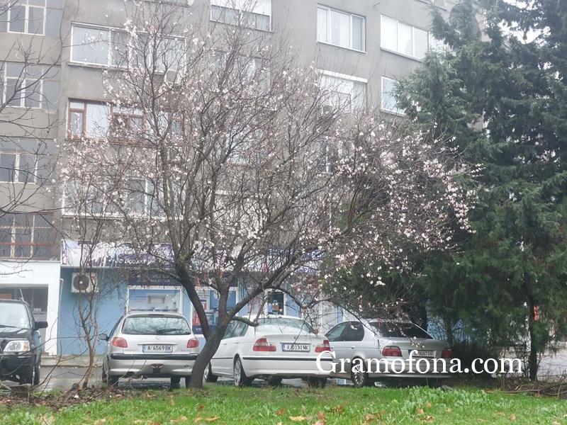 Цъфнало дърво за Коледа в Бургас