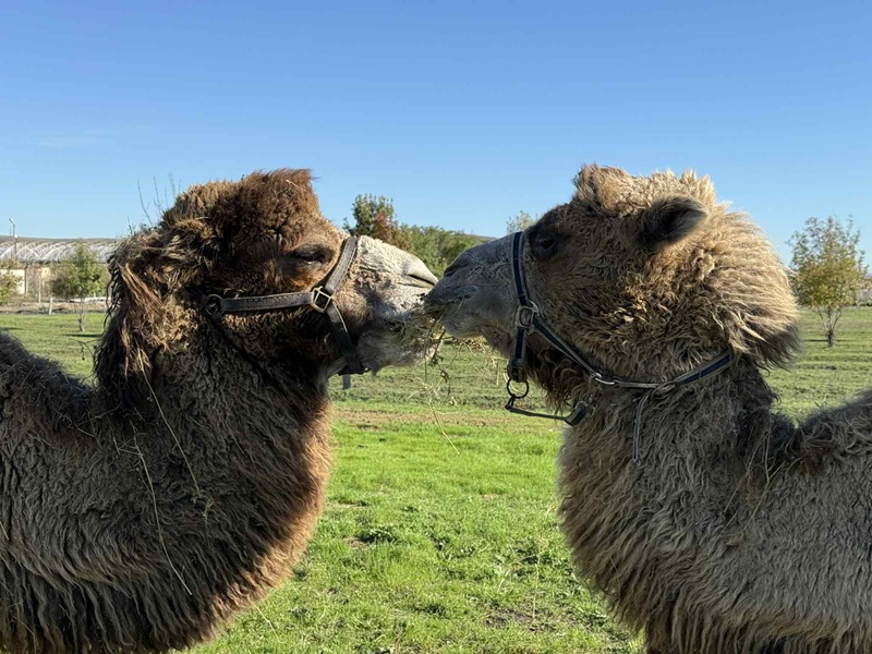 Три двугърби камили са новите обитатели на Зоопарк Бургас