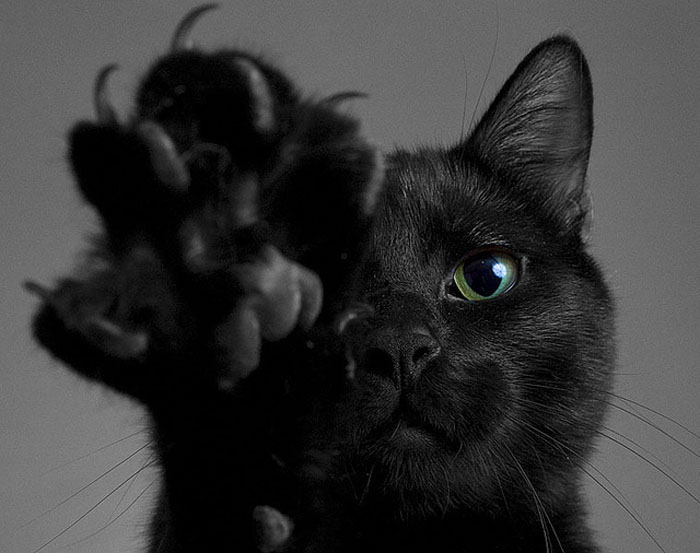 Хелоуин - кошмар за черните котки