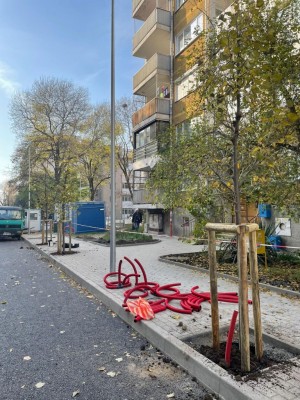 Засаждат 80 дървета по обновени улици във Възраждане