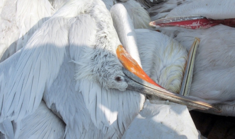 Нови 6 мъртви пеликани в резервата 