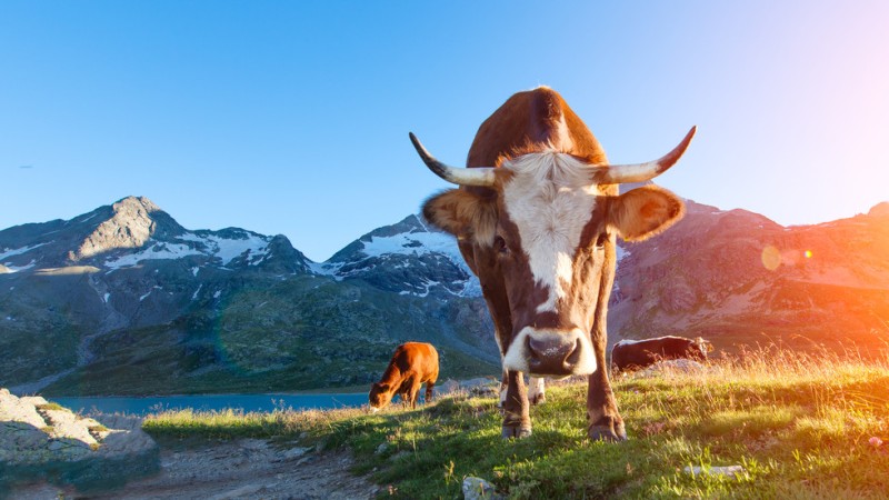Решено: Кравите в Швейцария остават без рога