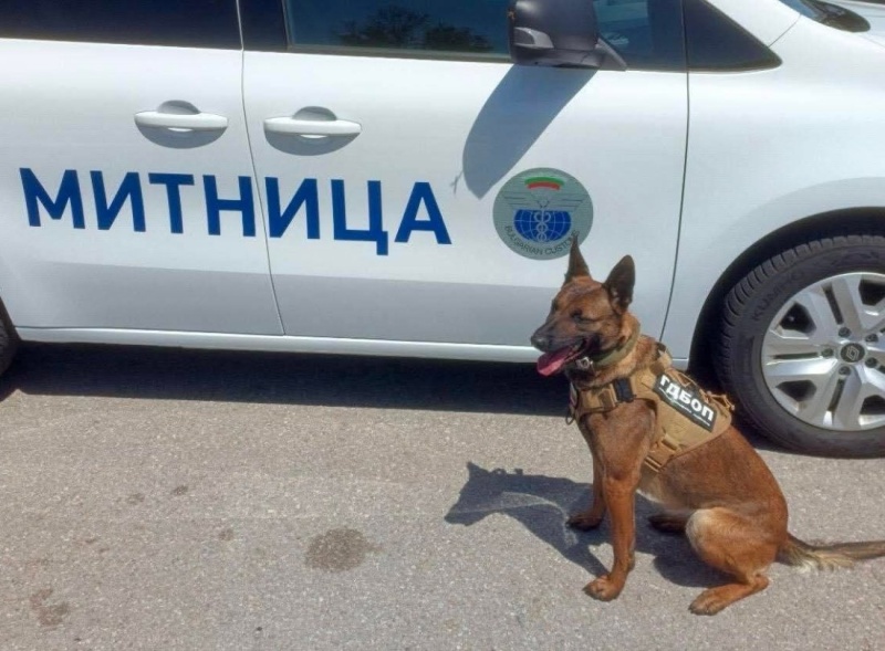 Великобритания изпраща още три митнически кучета в България