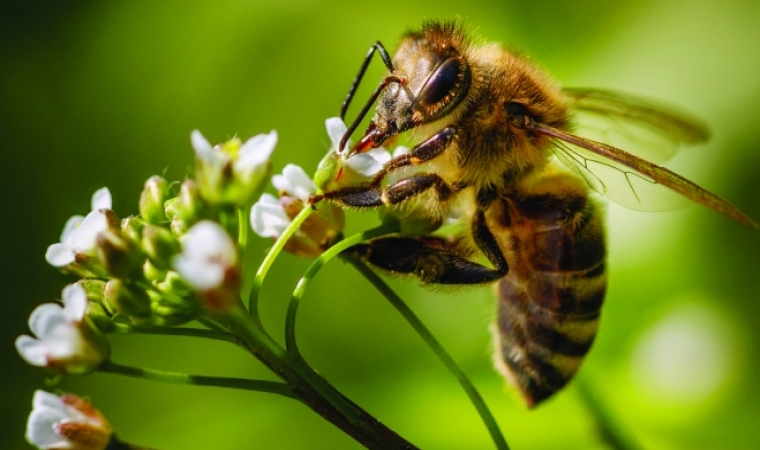 Извадиха жива пчела от човешко ухо