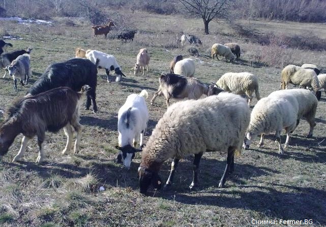 Сменят ветеринаря в Болярово