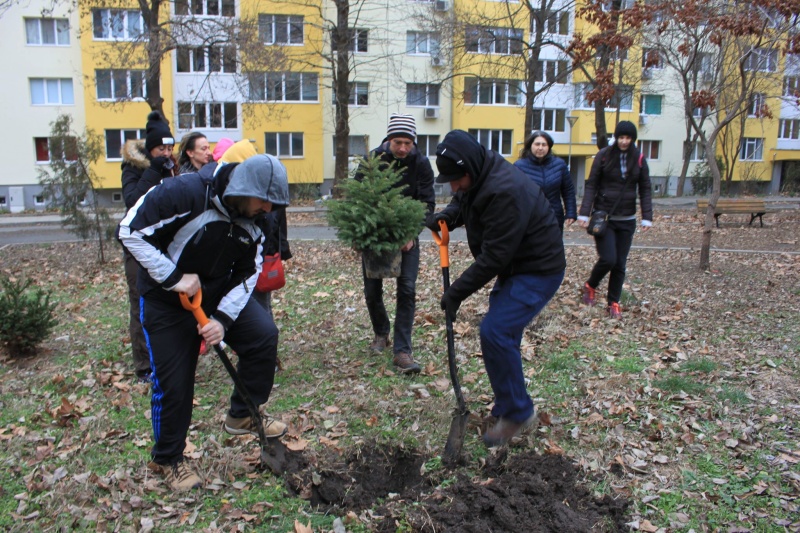 Засадиха живи коледни дръвчета между блокове в Бургас (СНИМКИ)