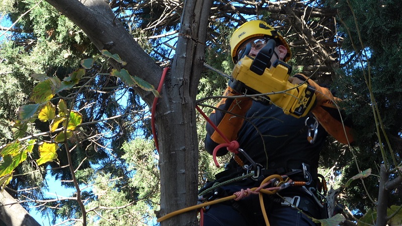 В Созопол започна премахване на изсъхнали и опасни дървета и клони 