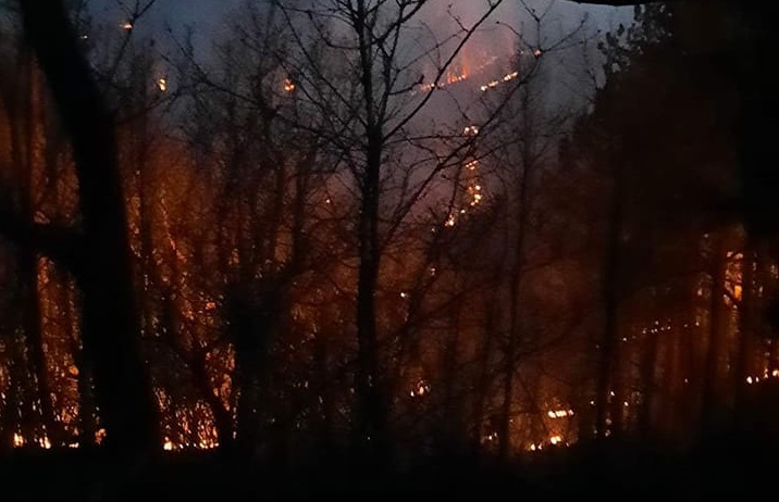 Втори ден гори борова гора в Странджа