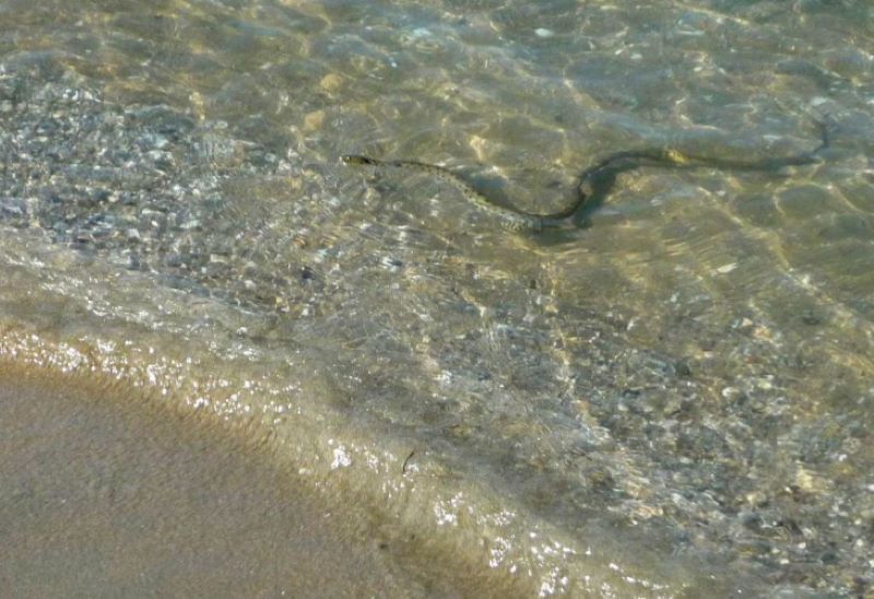 Змии в морето на Варна!