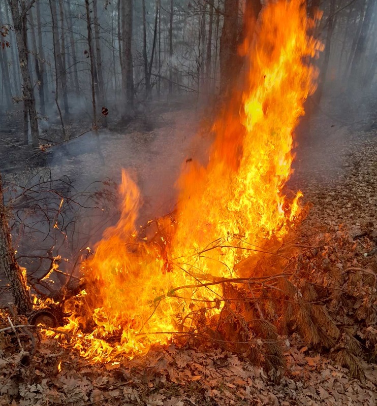Горски, доброволци и кмет гасиха пожари в Странджа