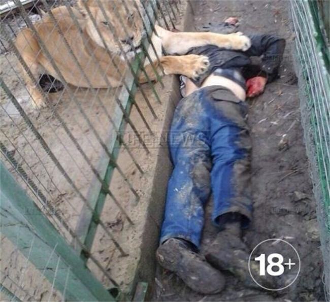 Лъвица уби пиян мъж в зоопарк 18+