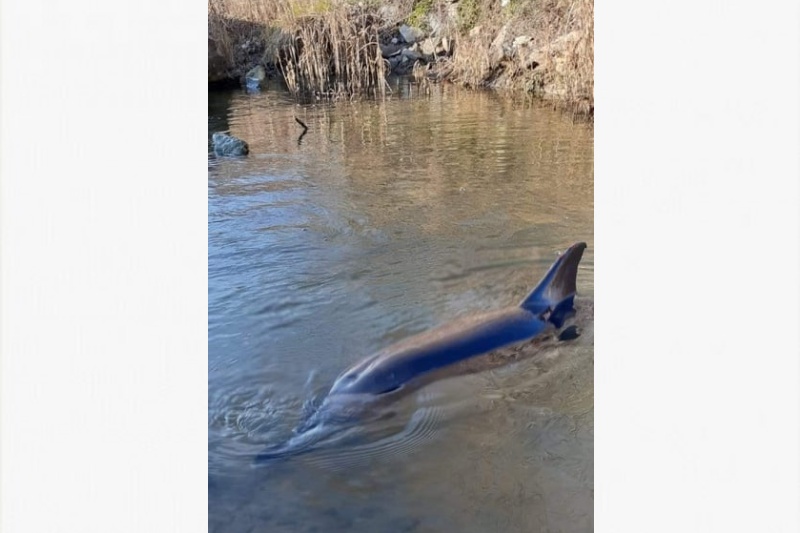 Край на драмата в Ченгенето – делфинът е спасен