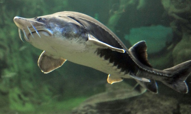  България забранява улова на есетрови риби в Дунав и Черно море