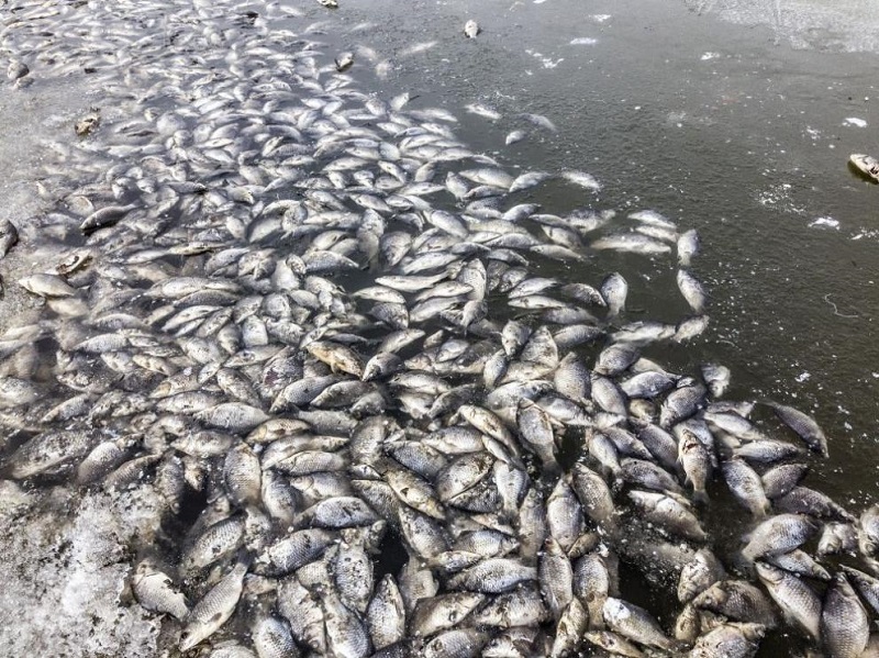 Мъртва риба изплува в река Банска, проверяват замърсяването